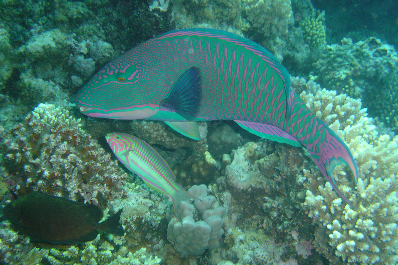 Cetoscarus bicolor (Pesce pappagallo bicolore)